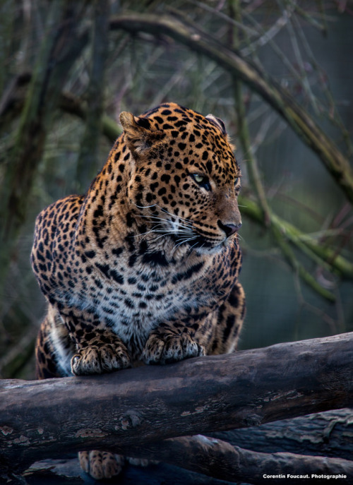 the-animal-blog - Jaguar by Corentin Foucault on Flickr