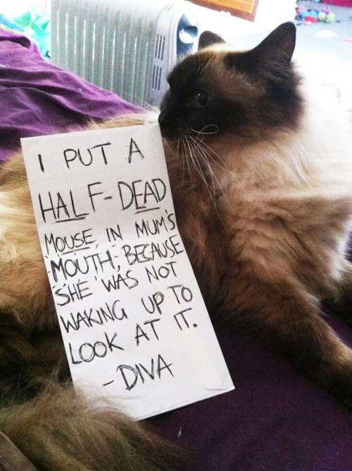 emanantfeminine - awesome-picz - Asshole Cats Being Shamed For...