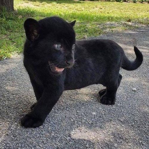 justcatposts:Baby panther