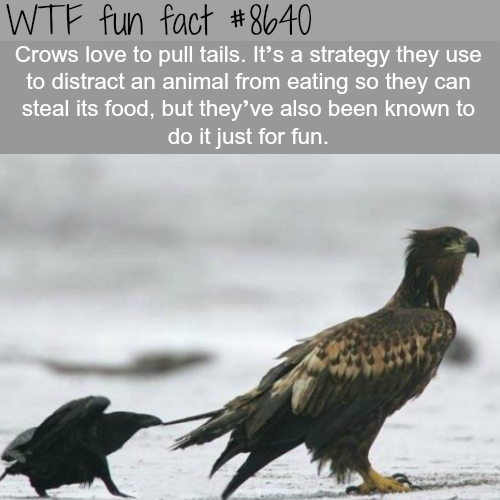 wtf-fun-factss - Crows trolling other animals - WTF fun facts