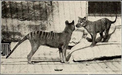 zeppelynns - Came across these rare thylacines photos today,...