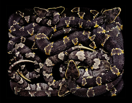 exotic-venom:(Agkistrodon bilineatus taylori) Ornate cantil,...