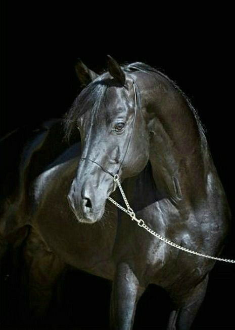 scarlettjane22 - “Arion”Fantastic Orlov Rostopchin stallion...
