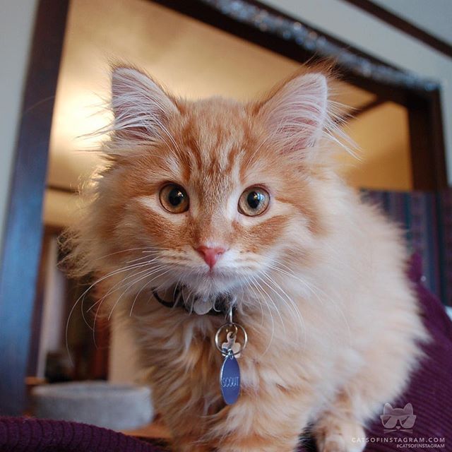 Cats of Instagram | Daily doses of original, cute, cat photos