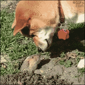 Пес и полевая мышь