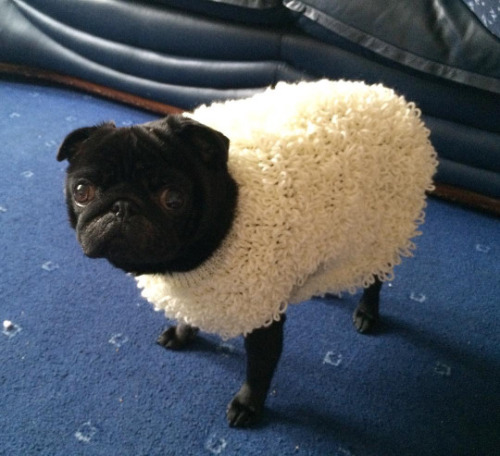 psyducked:warabou:a wolf in sheep’s clothingthey’re on a...