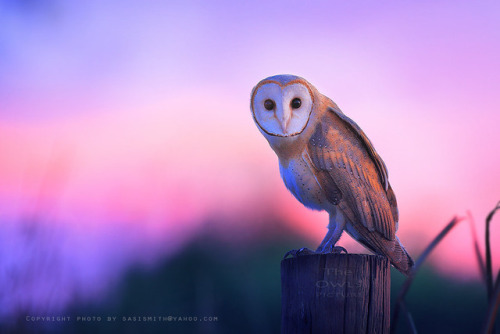 te5seract - FB pages/The Owls Picture, Barn Owl & Barn...