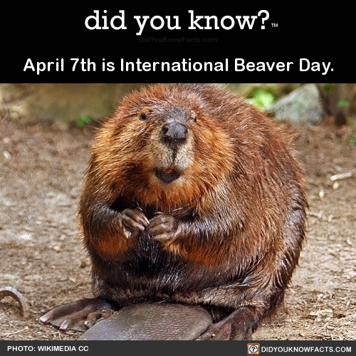 april-7th-is-international-beaver-day-source
