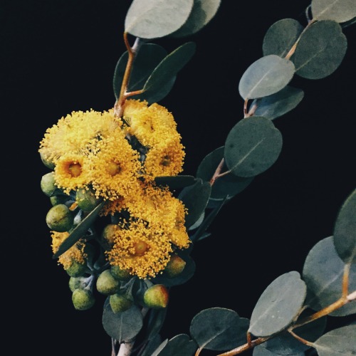 thegirlwiththelittlecurl - Eucalyptus in bloom