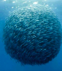 Behold your new god: the almighty Fish Sphere.