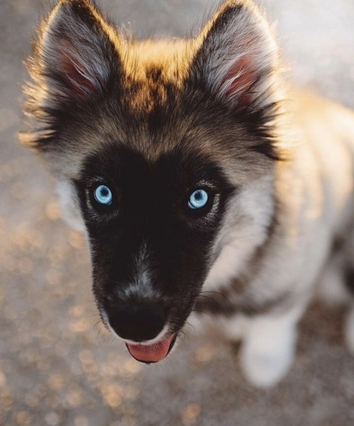 animals-lovers - (Source)Cute huskies
