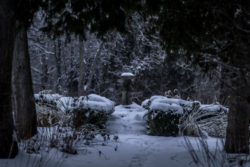 garettphotography - In the Winter Garden | GarettPhotography
