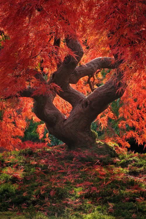 da-zi-ran - Dragon Tree… by Jeremy Cram