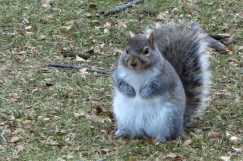 radioactivemongoose:i was looking up squirrel pics and……. this...