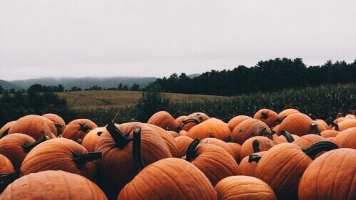white-pumpkin:autumn moodboard