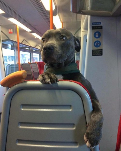 unaveragely-average:Pitbulls are so cute, their eyes are so...