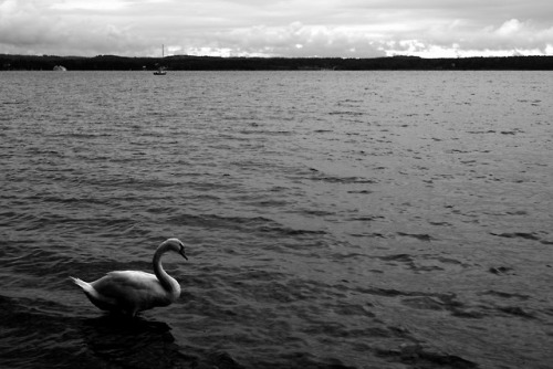 “Not Swimming but Standing”    Lake Starnberg, Bavaria