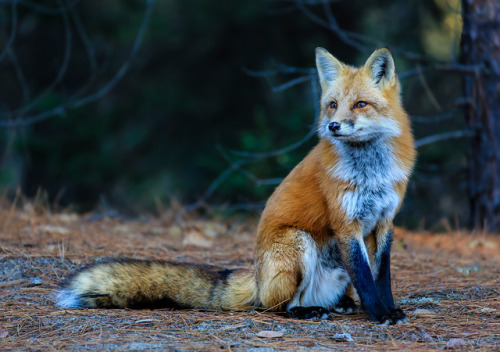 everythingfox - Red Fox in Algonquin Park, Ontario