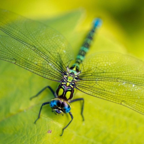 ‏‎#dragonfly...