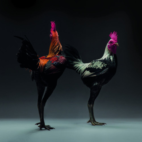 tinysaurus-rex - itscolossal - Dazzling Chickens Strut for the...