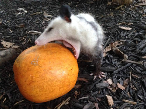 opossummypossum - feast, my child
