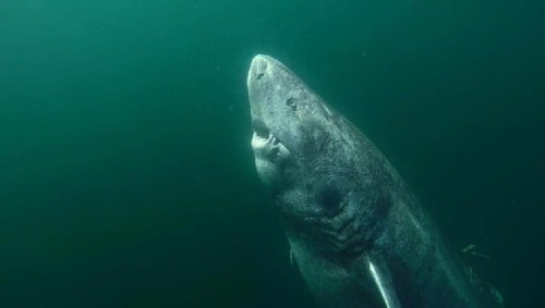 a-40k-author:A 392 year-old shark found in the Arctic. This...