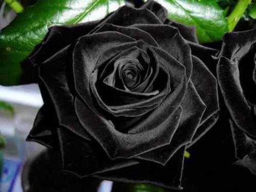 ttt-hirteen - lapetitefleurcris - sixpenceee - Pure black roses...
