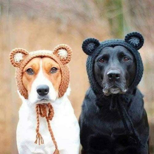 Beardogs. Cubs.