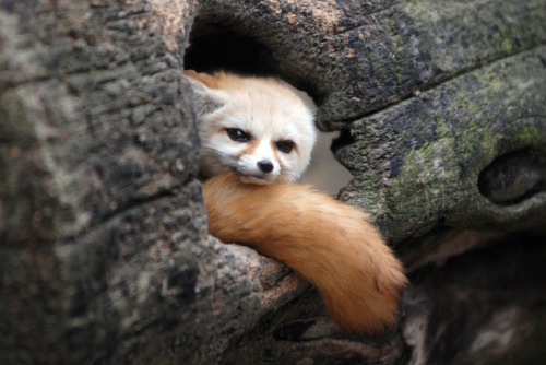 everythingfox - Fennec fox in a moodPhoto by In Cherl Kim