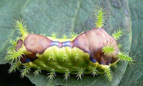 The denkimushi caterpillar.
