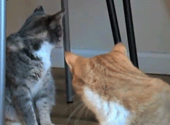 momsnotsofriendlyrobots - clinicallycool - Cats that look at gay...