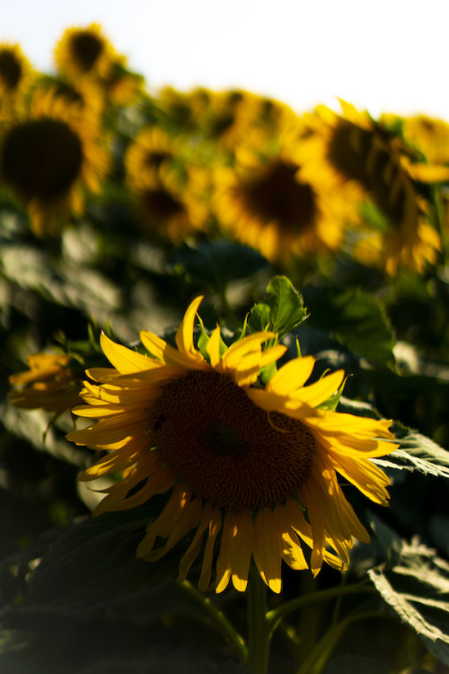 allthingsfern - Sunset sunflowers III. Yolo County, 07-07-19.