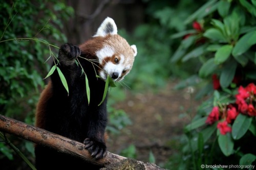 red panda on Tumblr