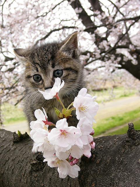 tamorapierce - The cats were the first to love cherry blossom...