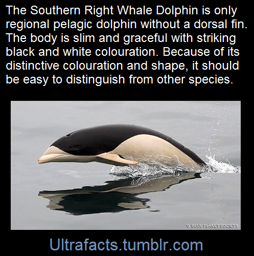 ultrafacts - SourceFollow Ultrafacts for more facts