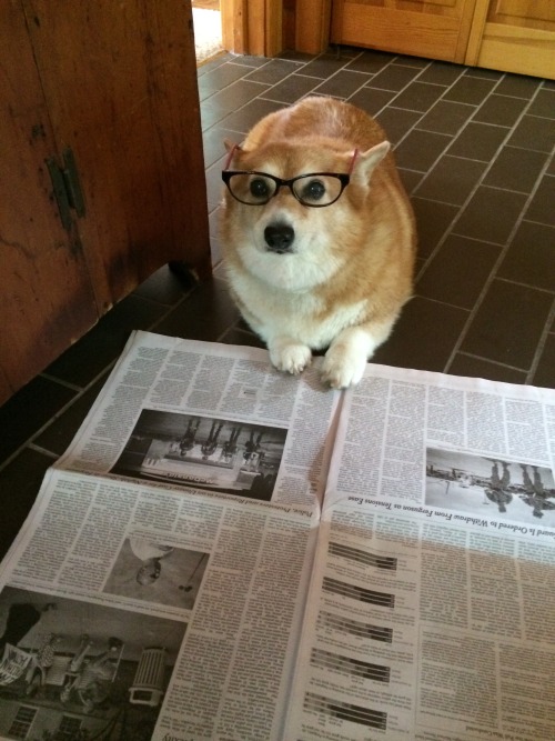 thingsonhazelshead:keeping up with the news during vacation.
