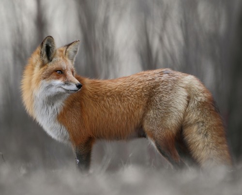 foxpost-generator - hot dang my tail looks good