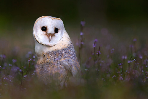 beautiful-wildlife - Owl by Stefano Ronchi