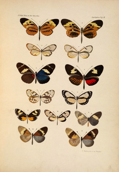 wapiti3 - Lepidoptera - collected on a journey through...