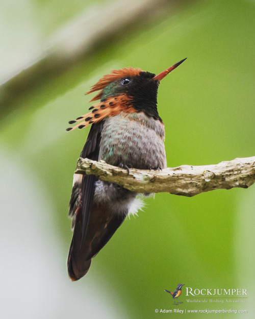 rockjumperbirdingtours - Photo of the Day – The Tufted Coquette...