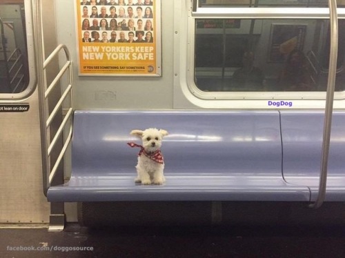 doggosource:she took the midnight train going anywhere 
