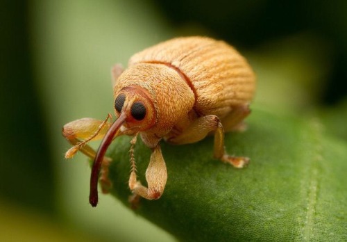 disembodiedbutts - weevils are some top tier cute bugs. especially the ones with ridiculous...