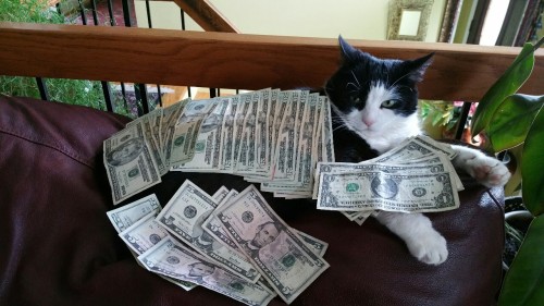 oe9 - officialmaribelle - This is the money cat, reblog in the...