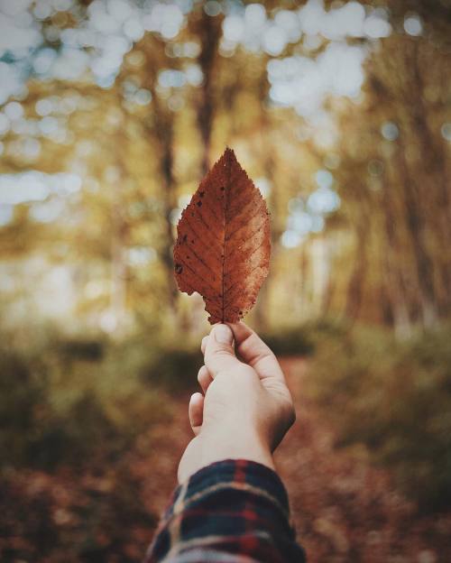 fall leaves on Tumblr