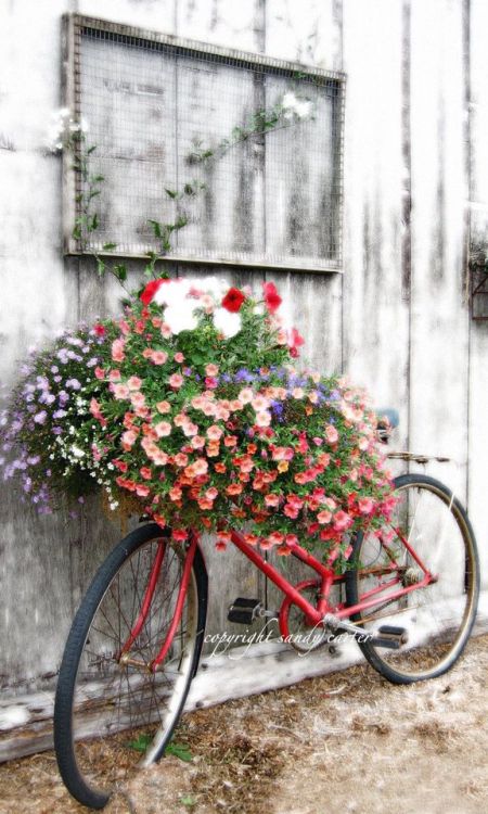 bicicleta on Tumblr