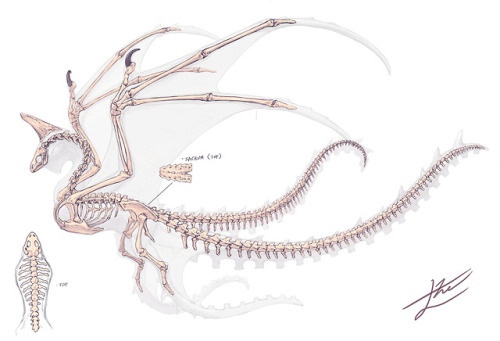 gomalemo:Octopus Dragon’s anatomyRequest of NORIBROS INC.