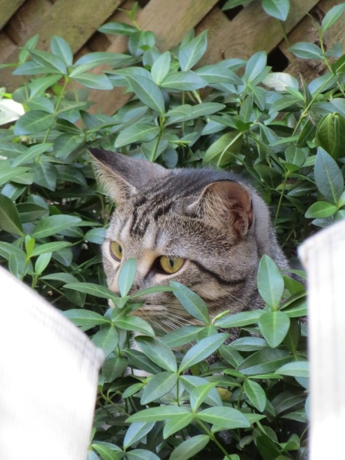 catsuggest - catsuggest - cannot chomp the leaf ? be the leaf