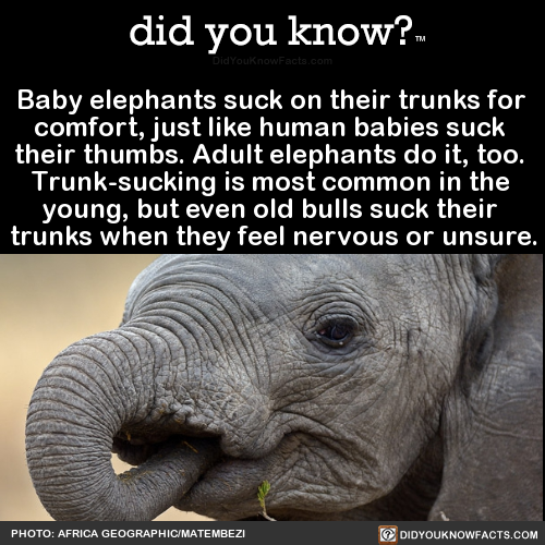 baby-elephants-suck-on-their-trunks-for-comfort