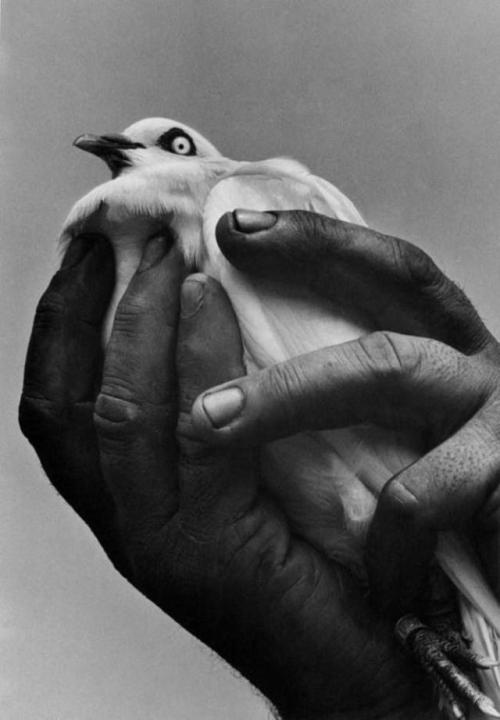 heartbeat-of-leafy-limbs - HAROLD FEINSTEIN Bird in Hand, NYC...