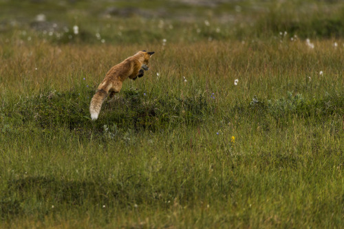 90377 - Fox Hunting by Viggo Johansen